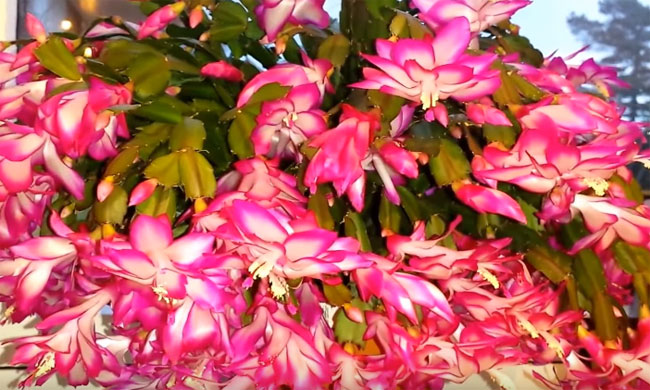 Christmas Cactus Care Guide: Growing Stunning Schlumbergera Indoors  HI-SPRING